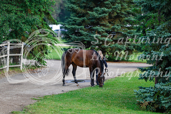 2025 - Haylee - Picco Horse Show - Saturday July 26th 00018