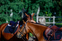 2025 - Haylee - Picco Horse Show - Thursday July 24th 00016