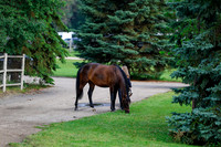 2025 - Haylee - Picco Horse Show - Saturday July 26th 00020