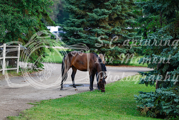 2025 - Haylee - Picco Horse Show - Saturday July 26th 00020