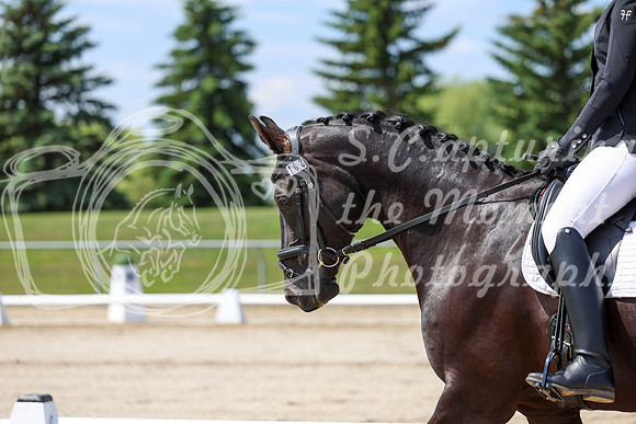 2025 - Dressage Festival - Saturday July 5th - 06971