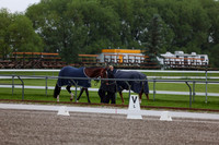 2025 - Dressage Festival - Sunday July 6th - 00156