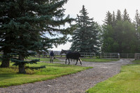 2025 - Shea - Mid Summer Classic II - Wednesday July 16th - 00001