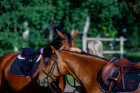 2025 - Haylee - Picco Horse Show - Thursday July 24th 00017