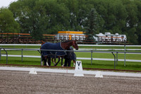 2025 - Dressage Festival - Sunday July 6th - 00157