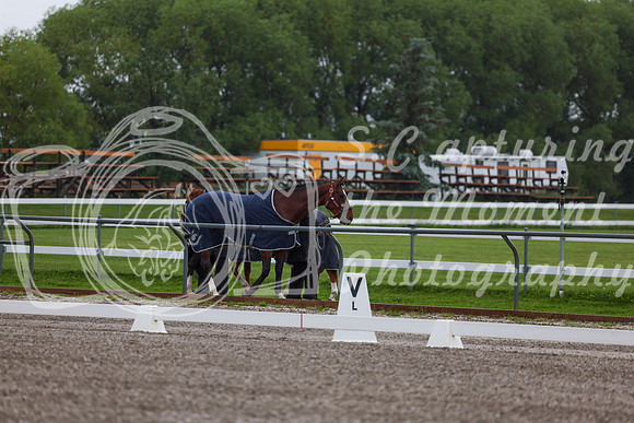 2025 - Dressage Festival - Sunday July 6th - 00157