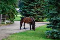 2025 - Haylee - Picco Horse Show - Saturday July 26th 00021