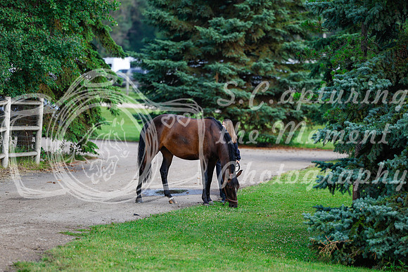 2025 - Haylee - Picco Horse Show - Saturday July 26th 00021