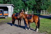 2025 - Haylee - Picco Horse Show - Thursday July 24th 00013