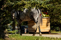 2022 Horse Shows