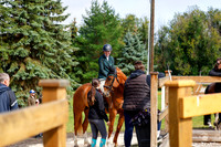 2025 - Haylee - Picco Horse Show - Sunday July 27th 02382