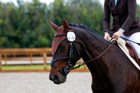 2025 - Haylee - Picco Horse Show - Sunday July 27th 00882