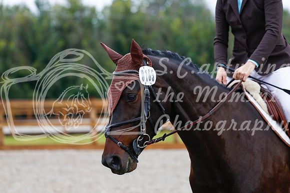 2025 - Haylee - Picco Horse Show - Sunday July 27th 00882