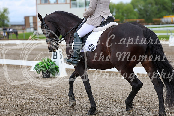 2025 - Dressage Festival - Sunday July 6th - 10388