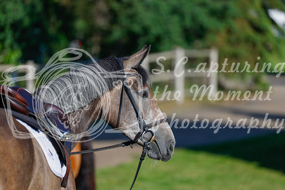 2025 - Haylee - Picco Horse Show - Thursday July 24th 00004