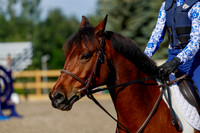 2025 - Haylee - Picco Horse Show - Thursday July 24th 00543