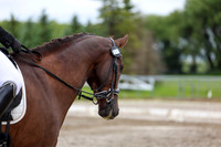 2025 - Dressage Festival - Sunday July 6th - 09558