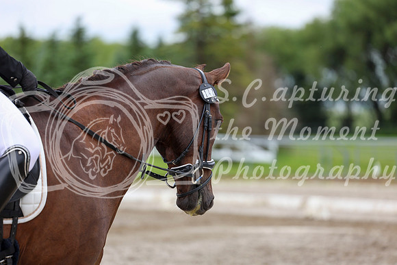 2025 - Dressage Festival - Sunday July 6th - 09558