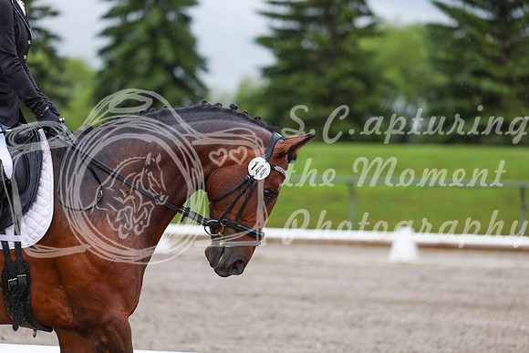 2025 - Dressage Festival - Sunday July 6th - 00827