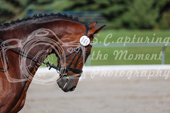 2025 - Dressage Festival - Saturday July 5th - 01256